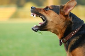 WI Dog Bite Attorney