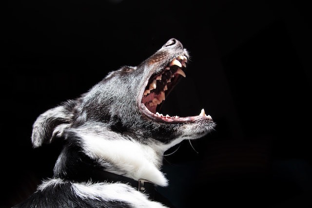 The aftermath of a dog bite can be difficult, especially when considering legal action. Contact your Brookfield Animal Attack Attorney for the best possible help.